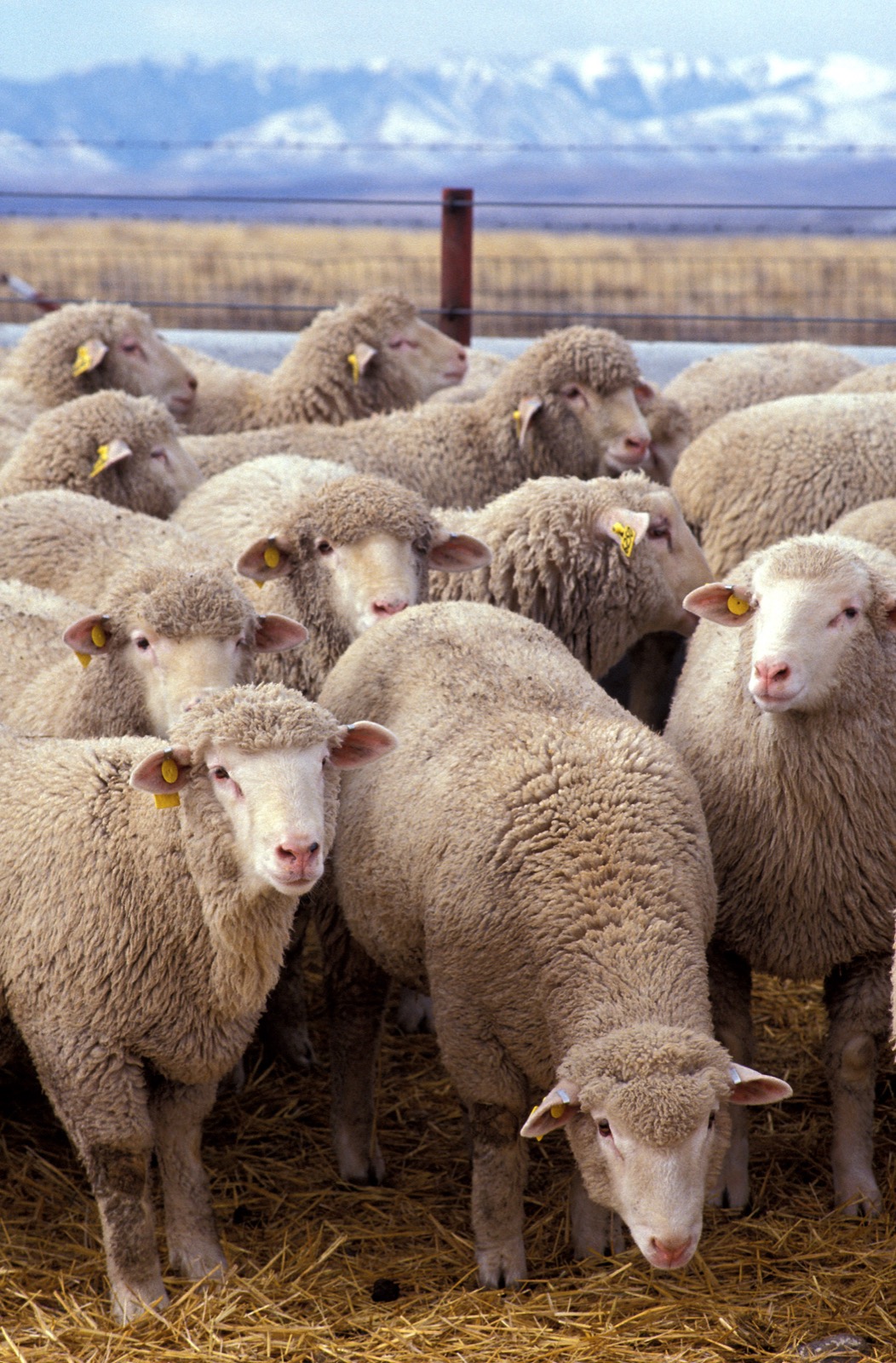 A flock of sheep, all looking at you