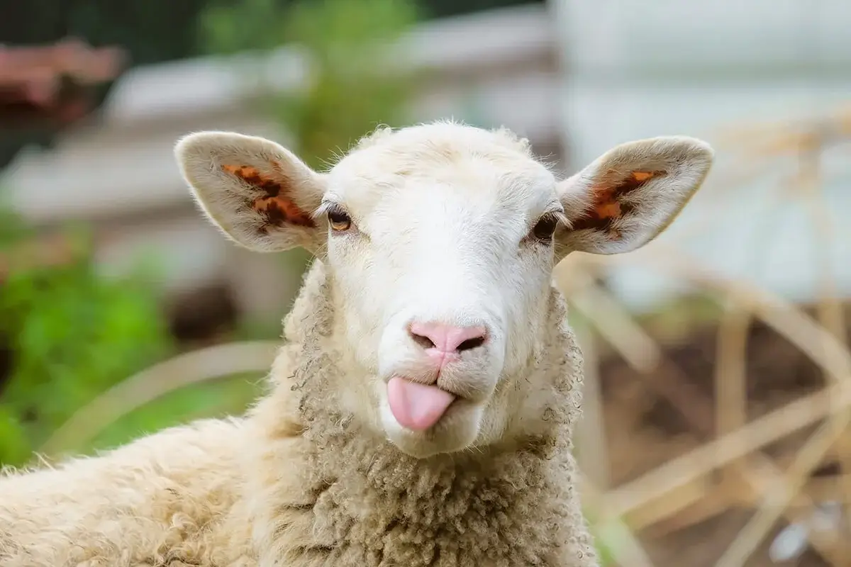 A sheep with its tongue out, unimpressed